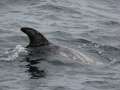 Risso's Dolphin